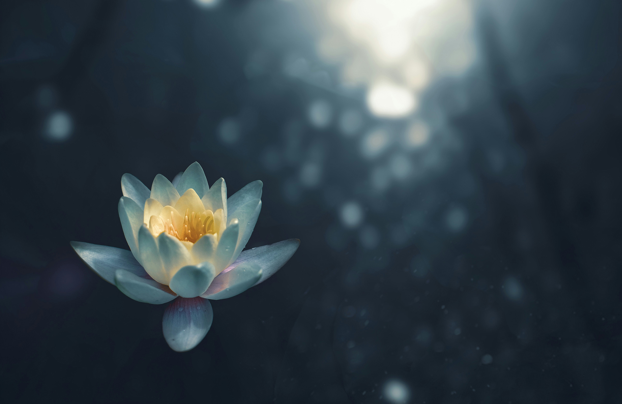 Therapeutic Massage Whakatane WaterLily